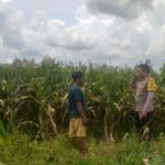 Sinergi Polri dan Warga Wujudkan Kemandirian Pangan di Lombok Barat