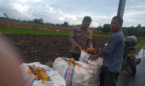 Harga Jagung di Lombok Barat: Polisi Imbau Petani Jual ke Bulog