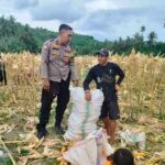 Demi Stok Pangan Nasional, Polsek Lembar Ajak Petani Salurkan Jagung Varietas NK ke Bulog