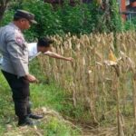 Aksi Polsek Gerung Dorong Swasembada Pangan di Desa