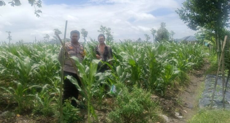 Polsek Gerung Dorong Ketahanan Pangan di Desa Beleka